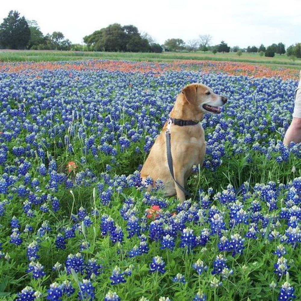 Meet your Posher, Bailey